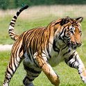 slides/IMG_3426.jpg wildlife, feline, big cat, cat, predator, fur, marking, hybrid, tiger, action WBCW8 - Bengal Tiger